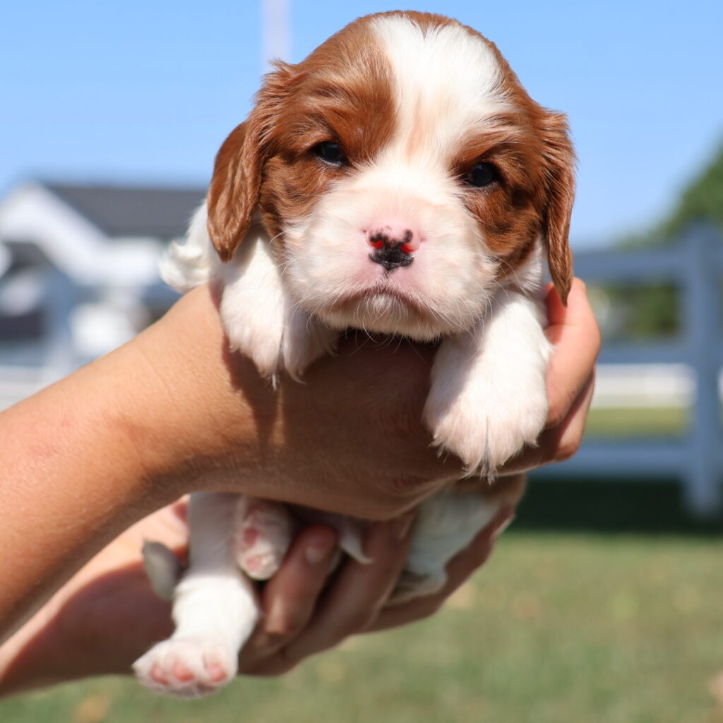 blenheim cavalier king charles
