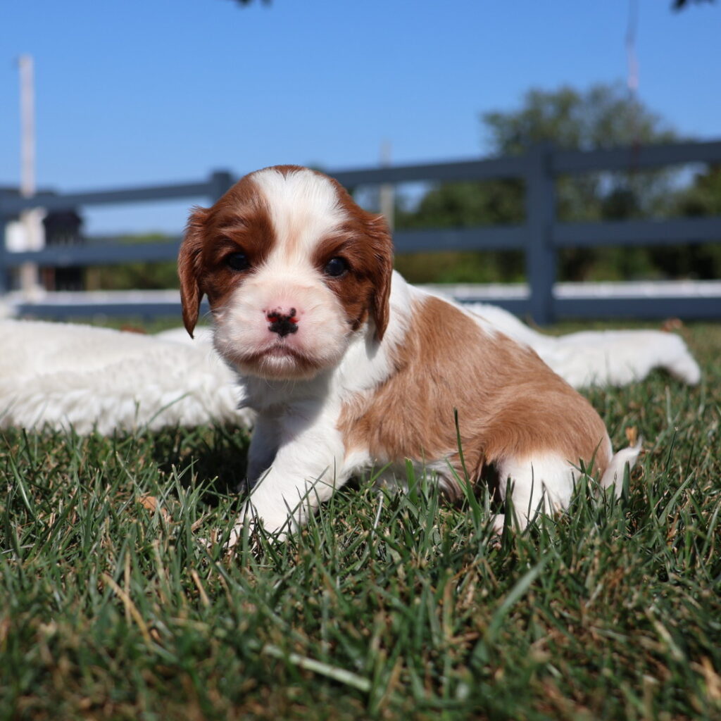 blenheim cavalier king charles spaniel