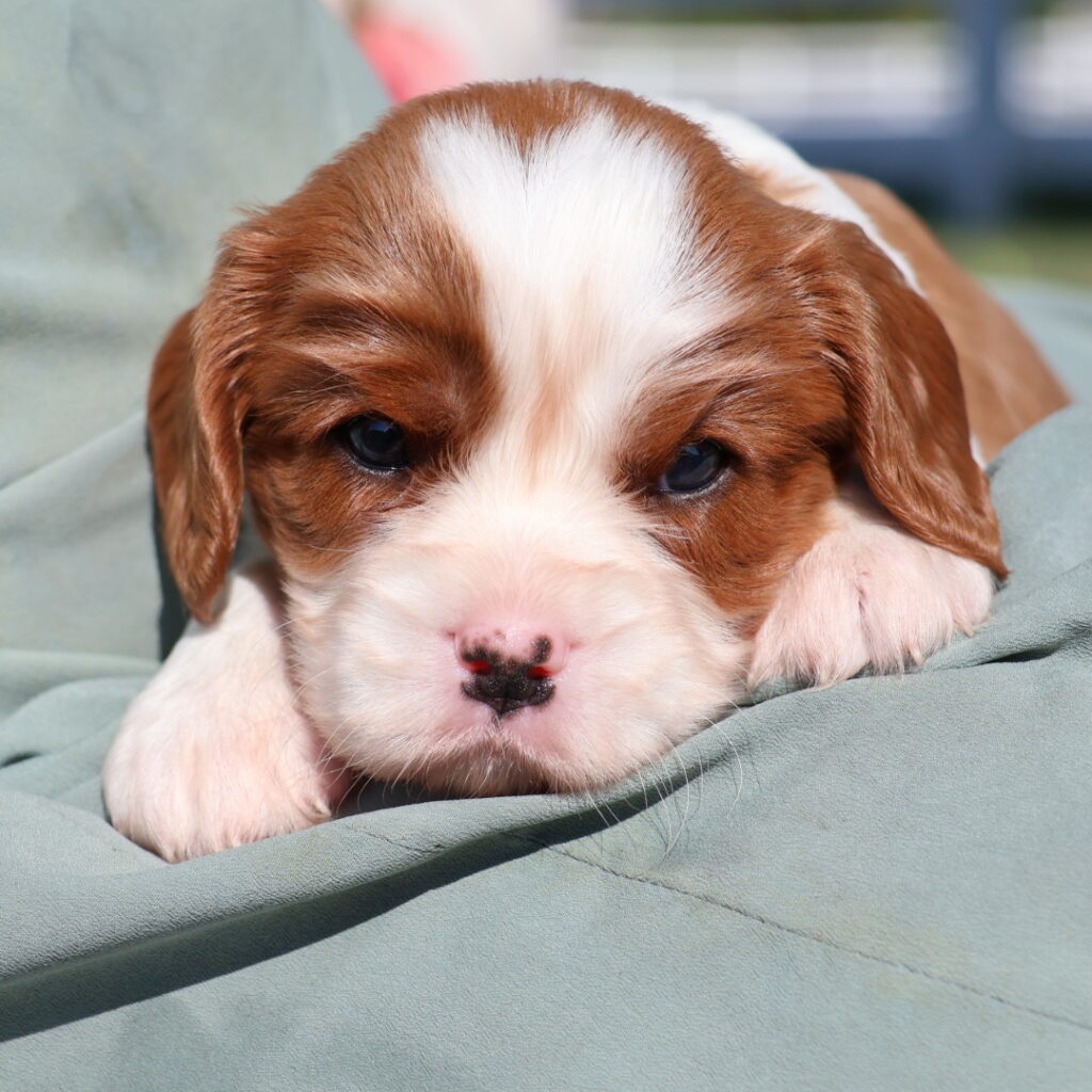 blenheim cavalier spaniel