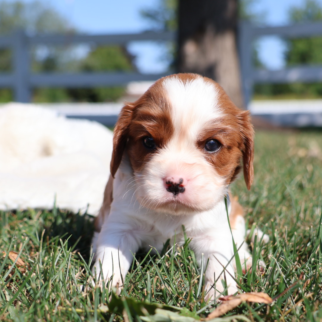 King Charles Cavaliers 