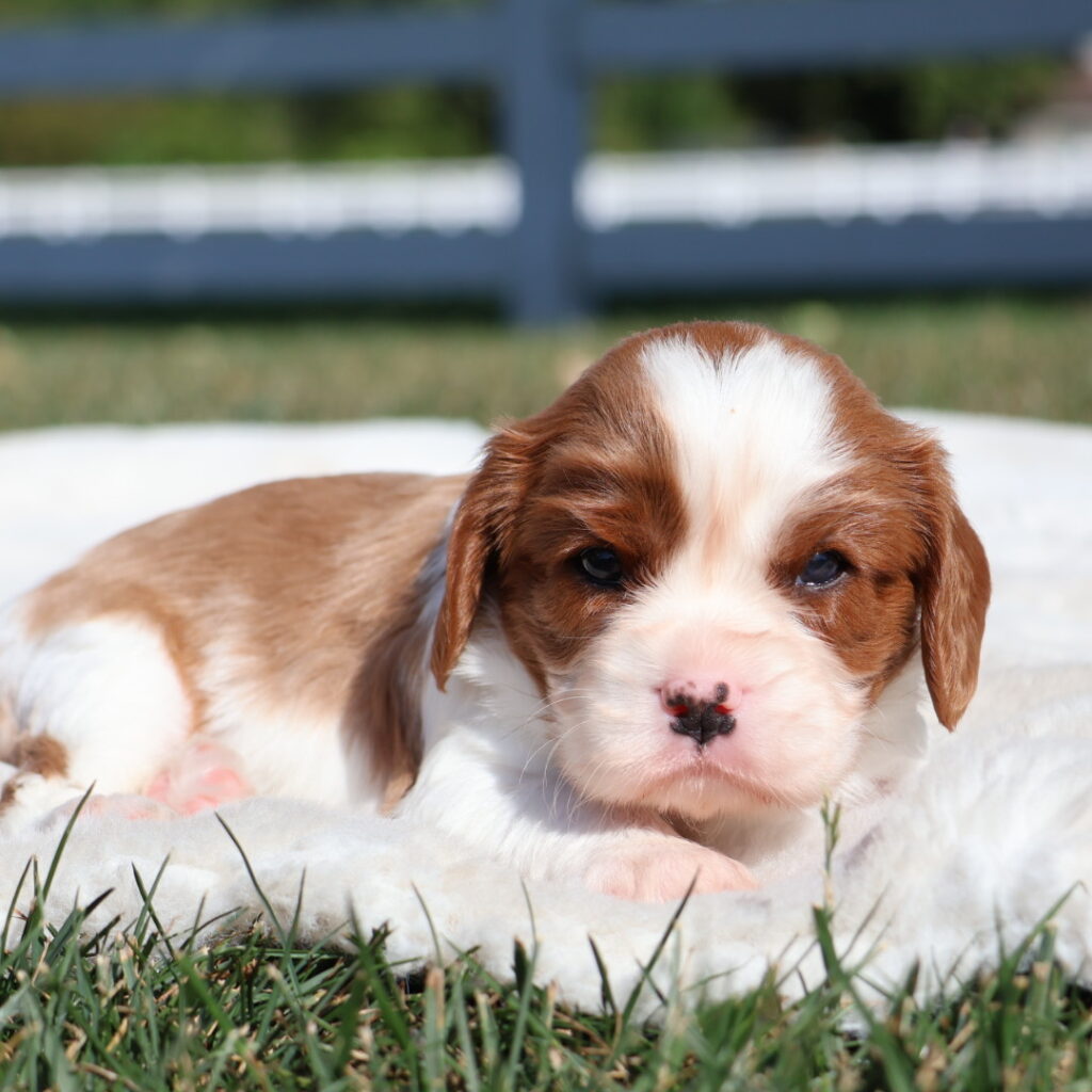cavalier king charles cavalier puppies