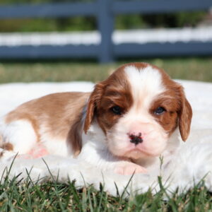 cavalier king charles cavalier puppies