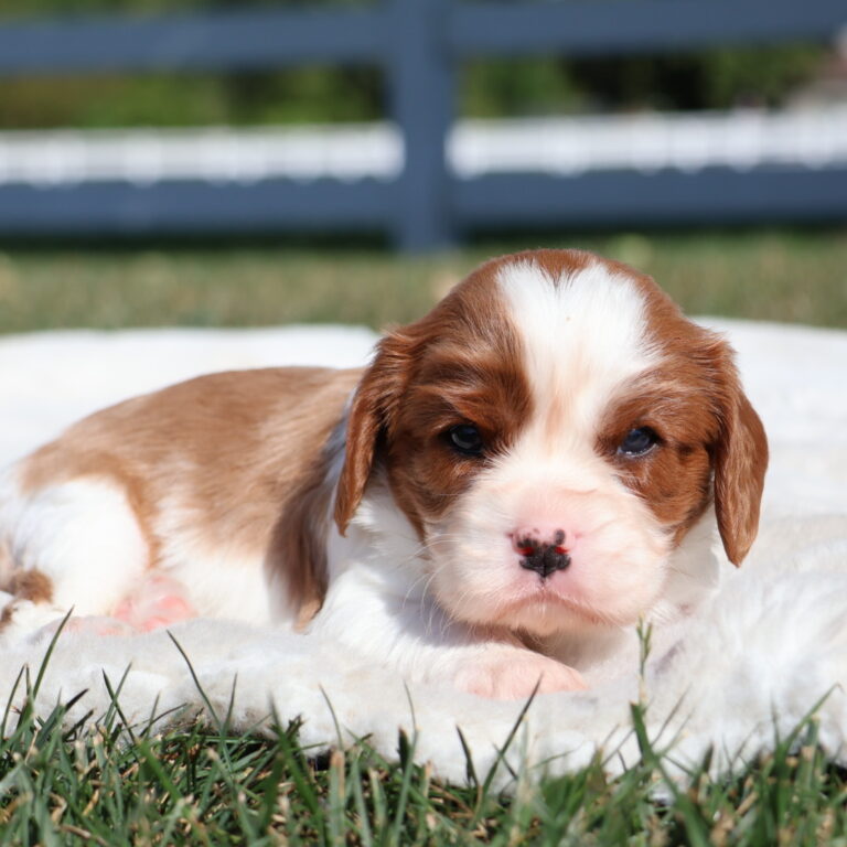 cavalier king charles cavalier puppies