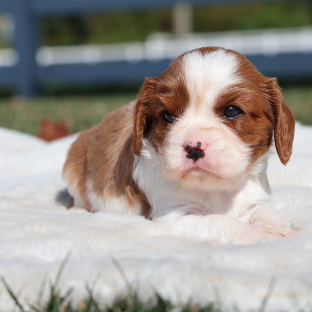 cavalier king charles spaniel puppies