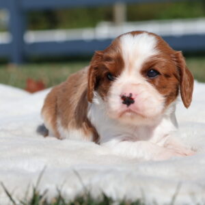 cavalier king charles spaniel puppies