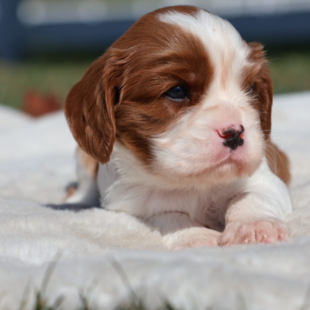 cavalier king charles spaniel puppies for sale