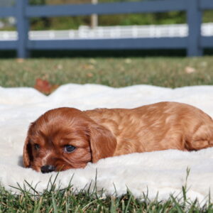 cavalier ruby spaniel