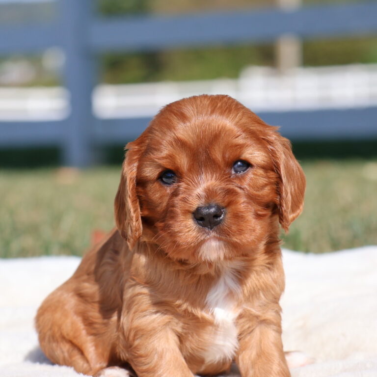 king charles cavalier spaniel puppies ruby