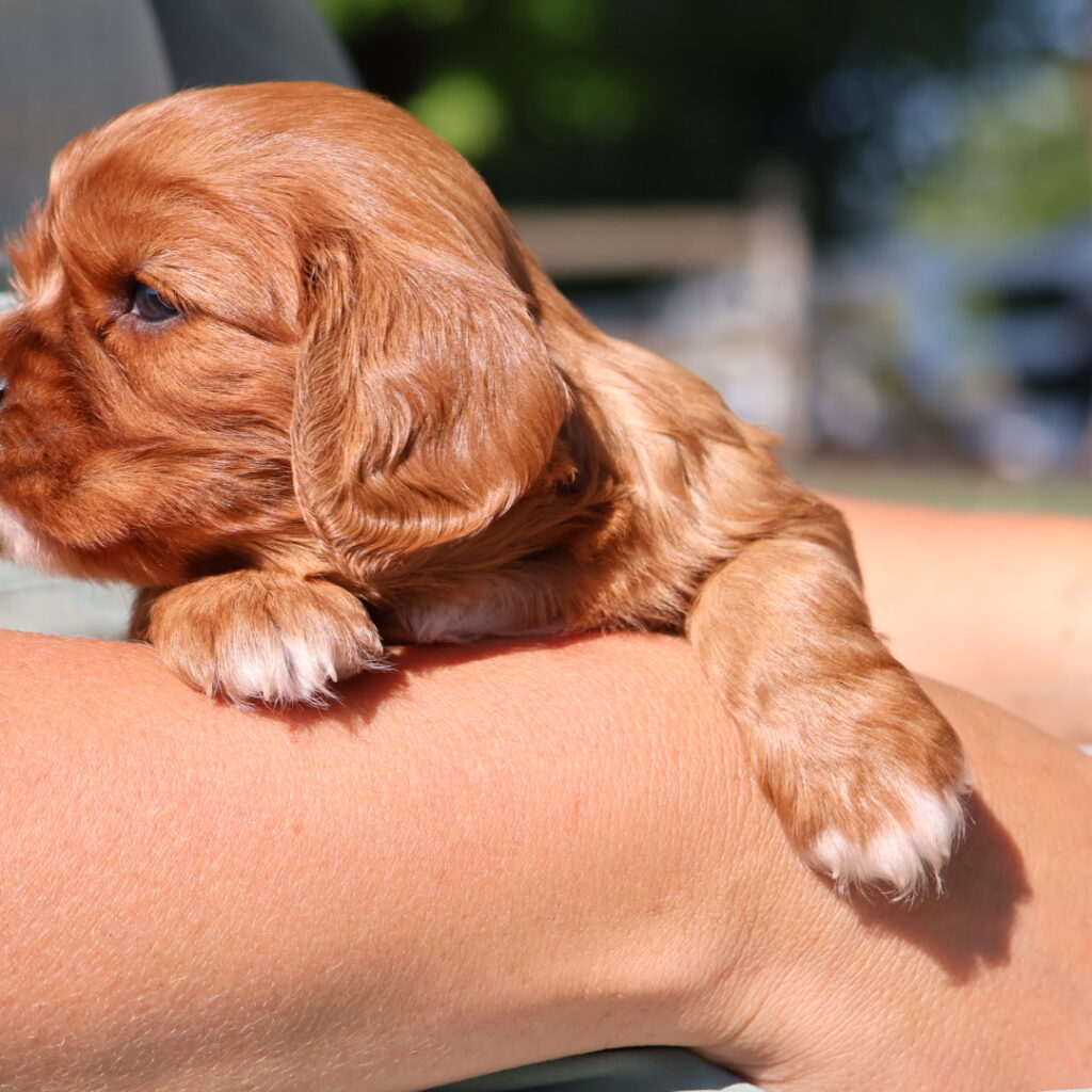 ruby cavalier king