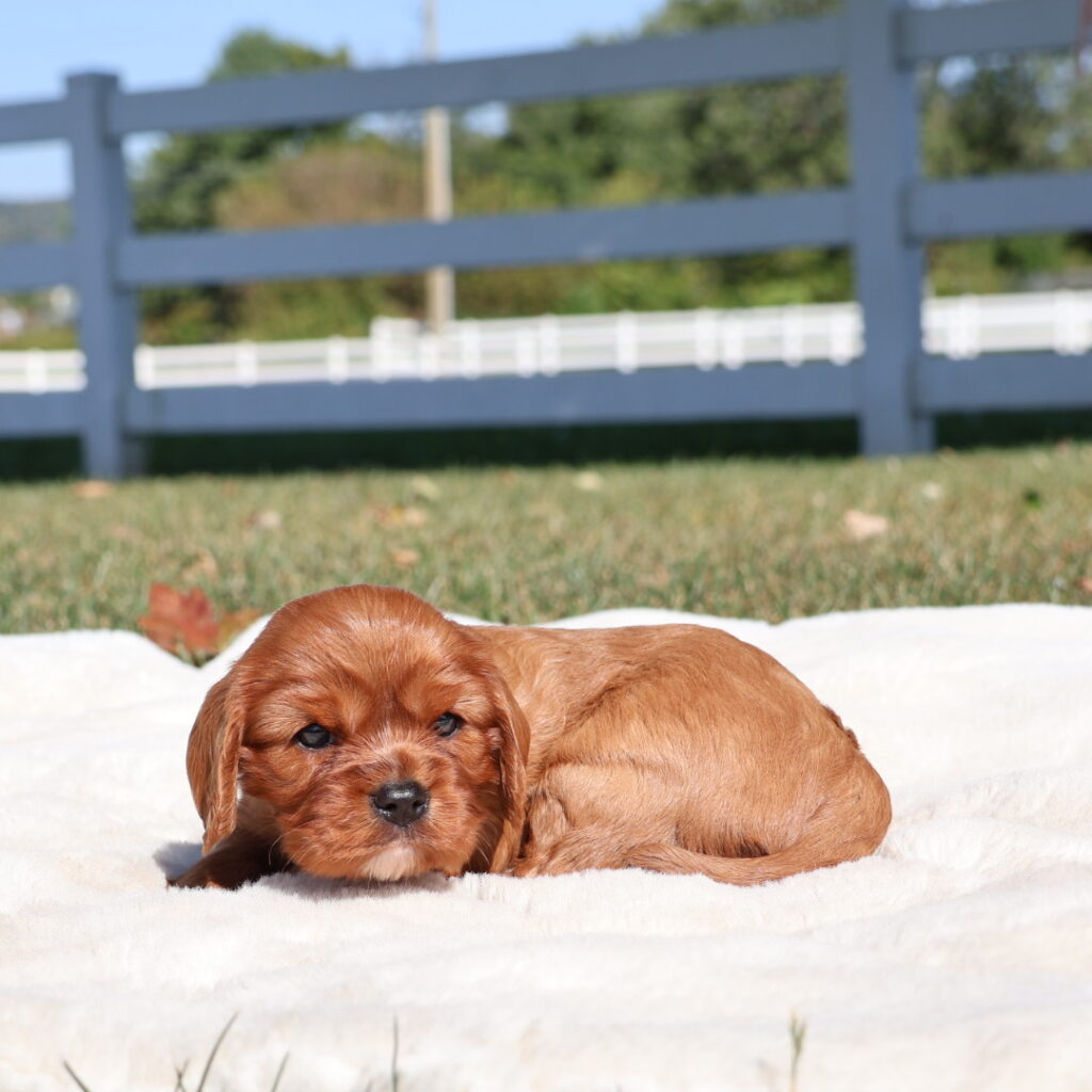 ruby cavalier king charles spaniel
