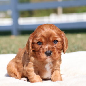 ruby cavaliers king charles spaniels