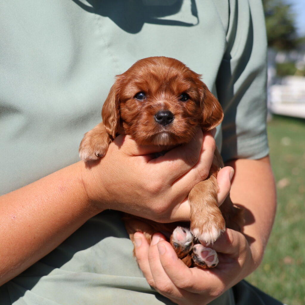 ruby king charles cavalier