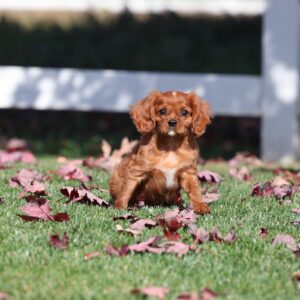 cavalier ruby spaniel