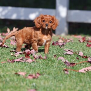 king charles cavalier spaniel puppies ruby