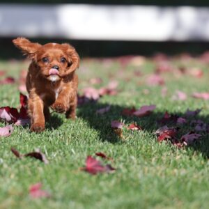 ruby cavalier king charles spaniel