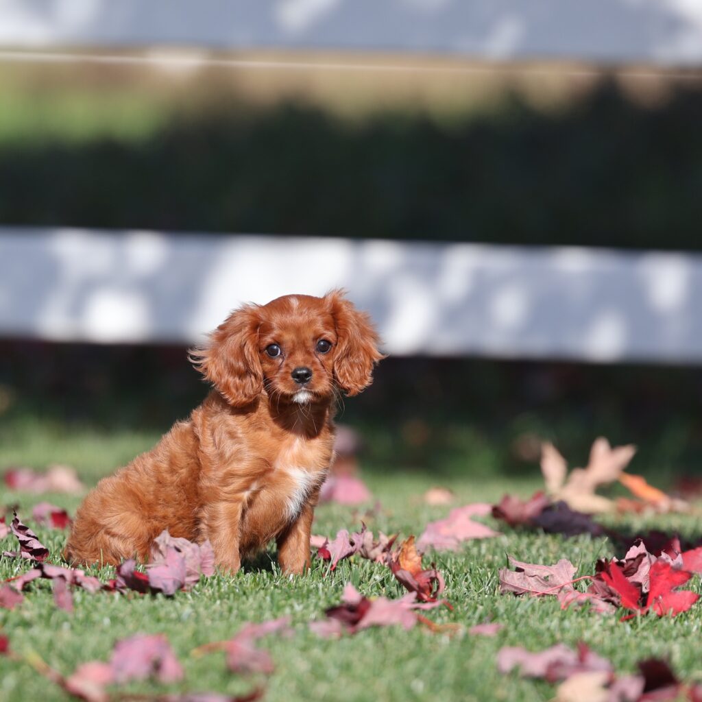 ruby cavaliers king charles spaniels
