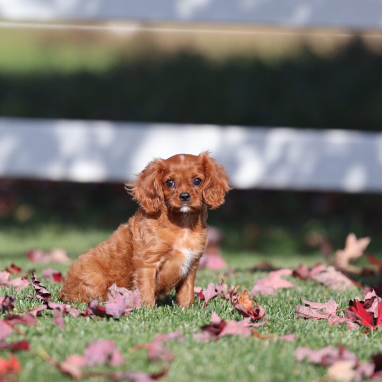 ruby king charles cavalier