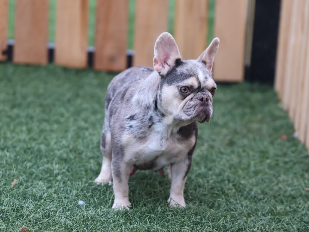 Frenchie Adult Ashley