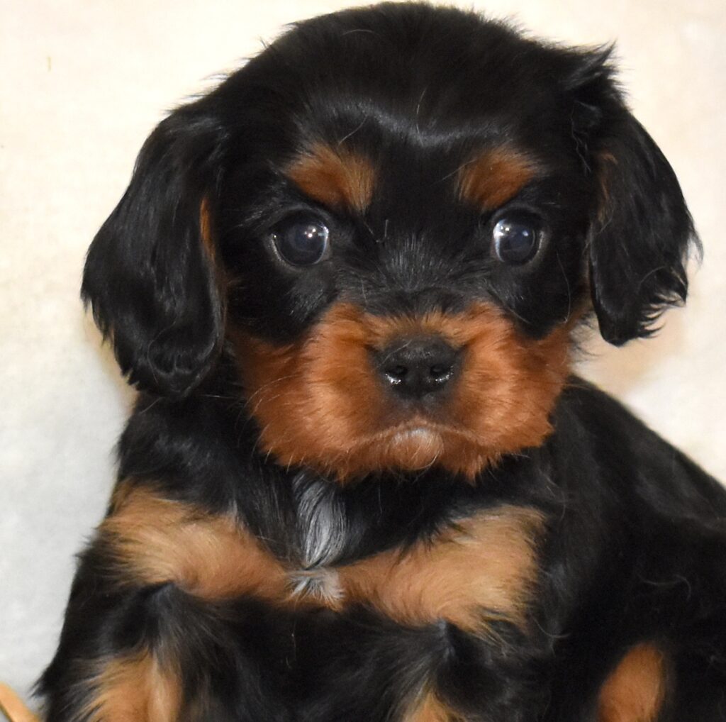 black and tan cavalier