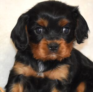 black and tan cavalier