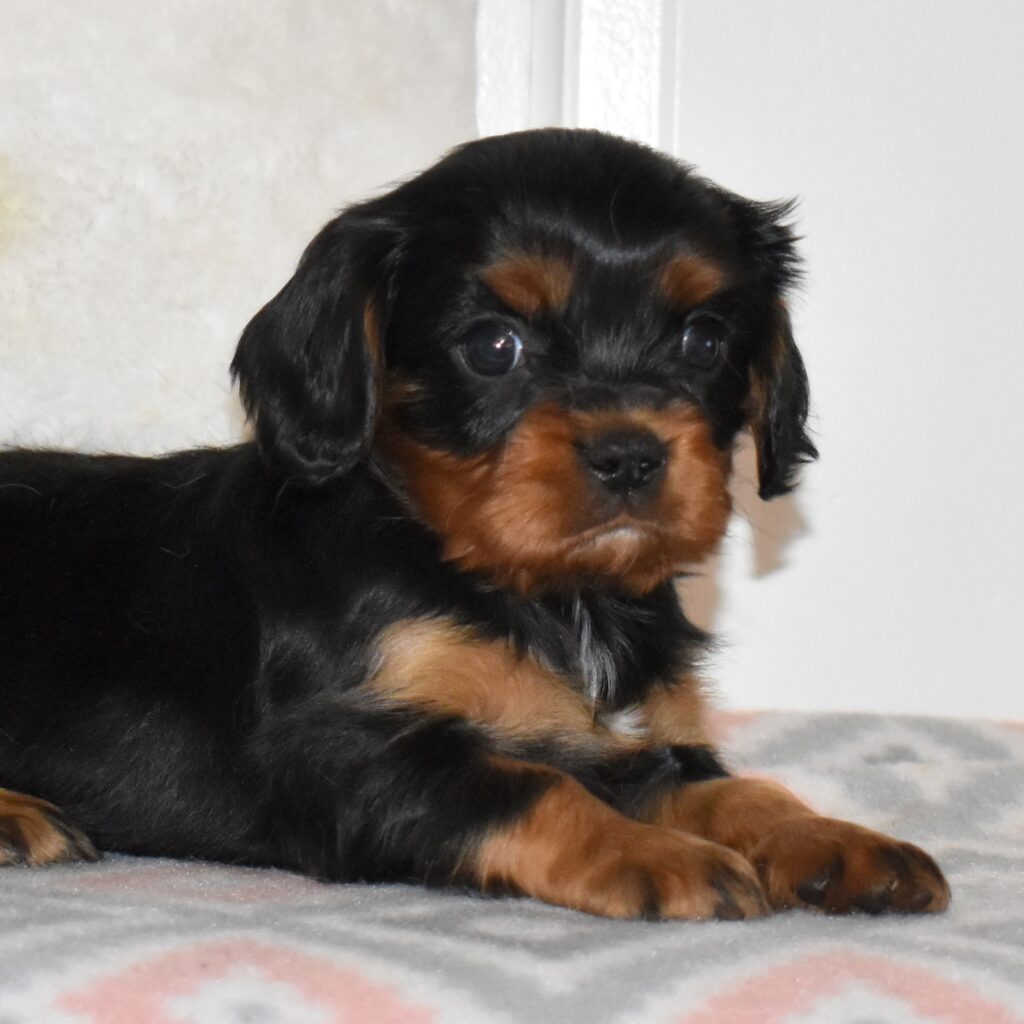 black and tan cavalier king charles spaniel