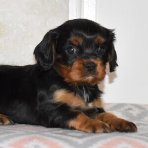 black and tan cavalier king charles spaniel