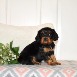 black and tan cavalier spaniel
