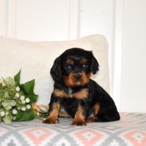 black and tan king charles cavalier