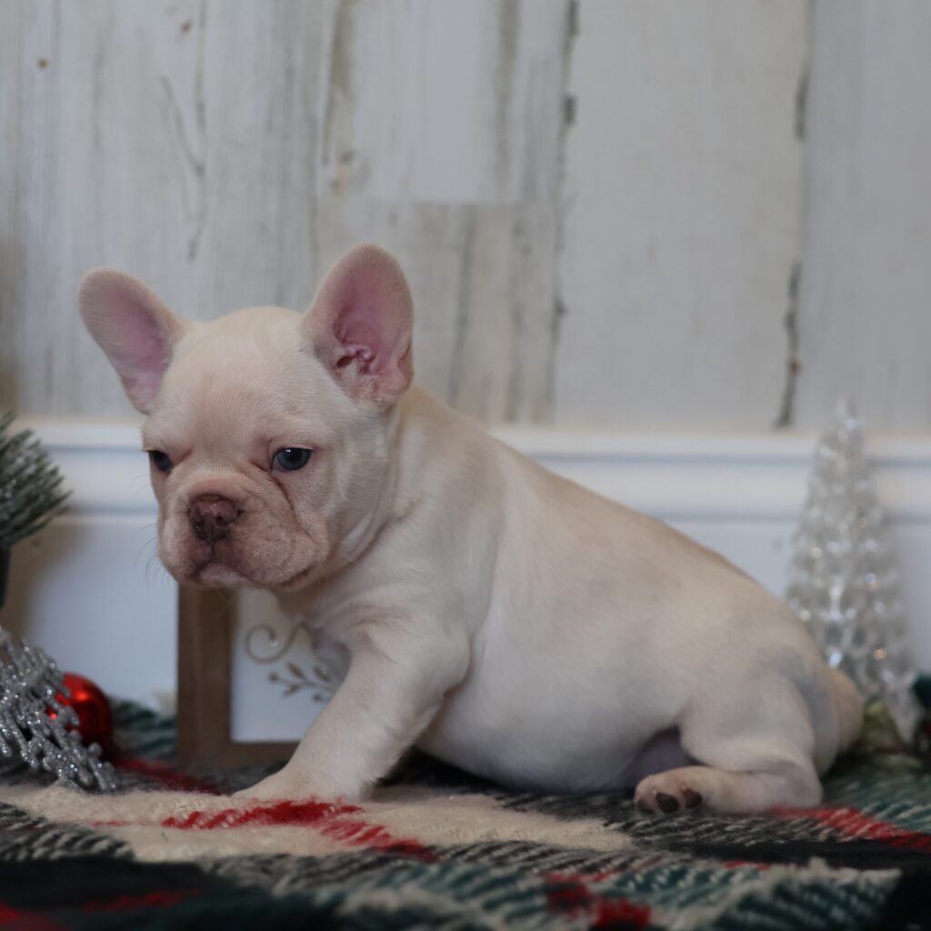 blue frenchie puppy