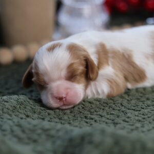 breeders cavalier king charles