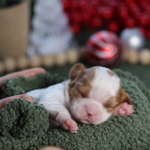 breeders of cavalier king charles spaniels