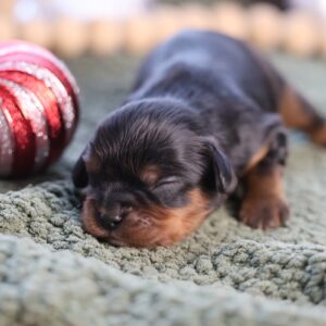 buy a king charles cavalier spaniel