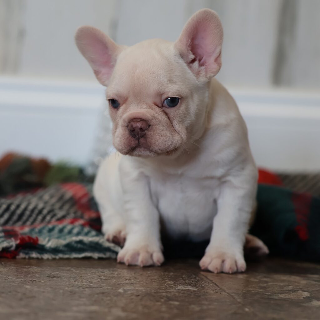 buy frenchie puppy