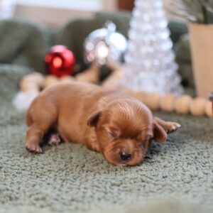 cavalier and king charles