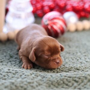 cavalier king charles