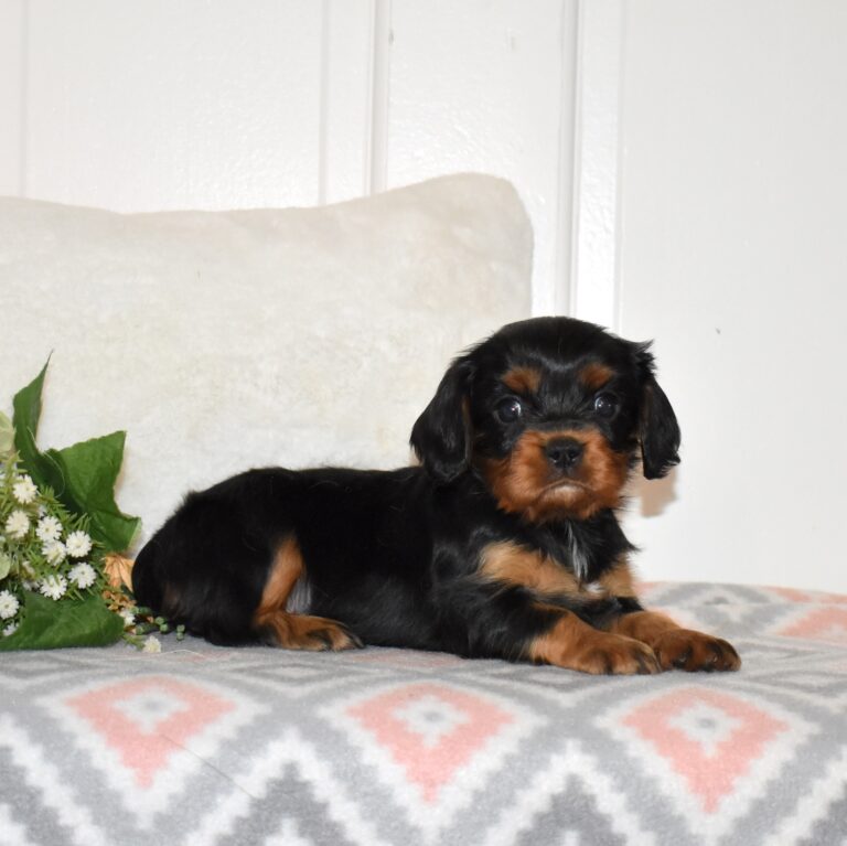 cavalier king charles black and tan