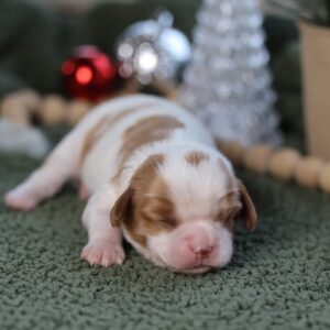 cavalier king charles breeders near me