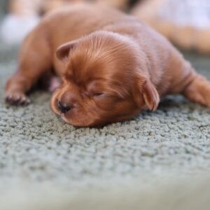 cavalier king charles cavalier puppies