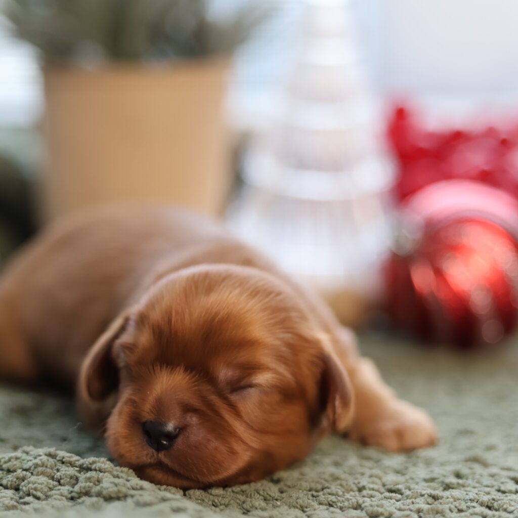 cavalier king charles dogs for sale