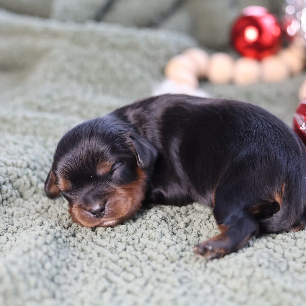 cavalier king charles for sale near me