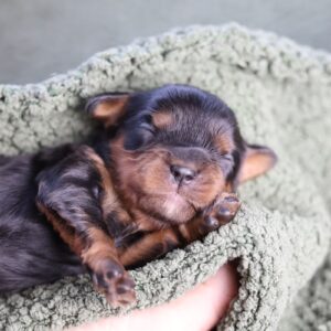 cavalier king charles near me