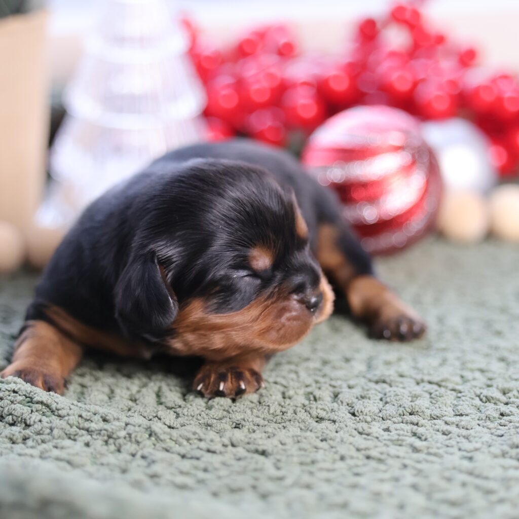 cavalier king charles puppies