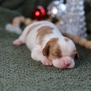 cavalier king charles puppies near me