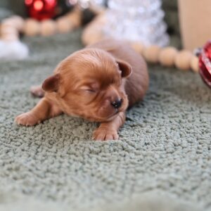 cavalier king charles spaniel