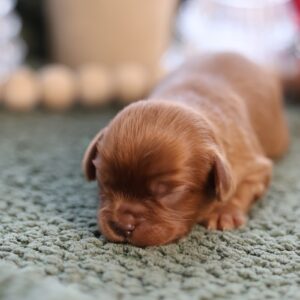 cavalier king charles spaniel adoption