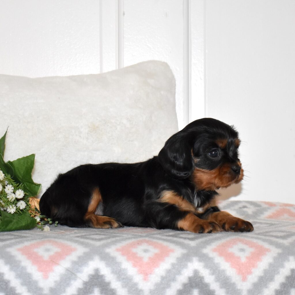 cavalier king charles spaniel black and tan