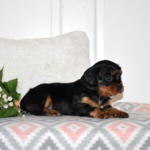 cavalier king charles spaniel black and tan