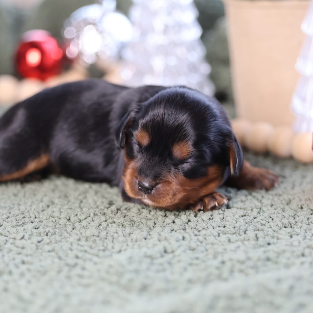 cavalier king charles spaniel breeders