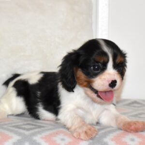 cavalier king charles spaniel colors tri color