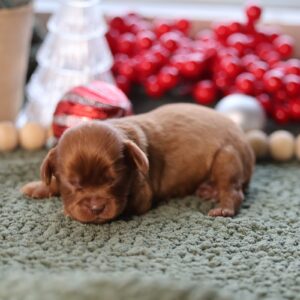 cavalier king charles spaniel for sale